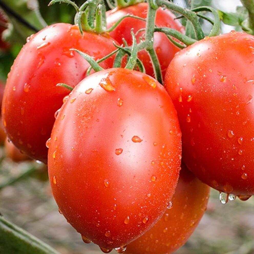 tomato-roma-online-grocery-supermarket-delivery-singapore-thenewgrocer