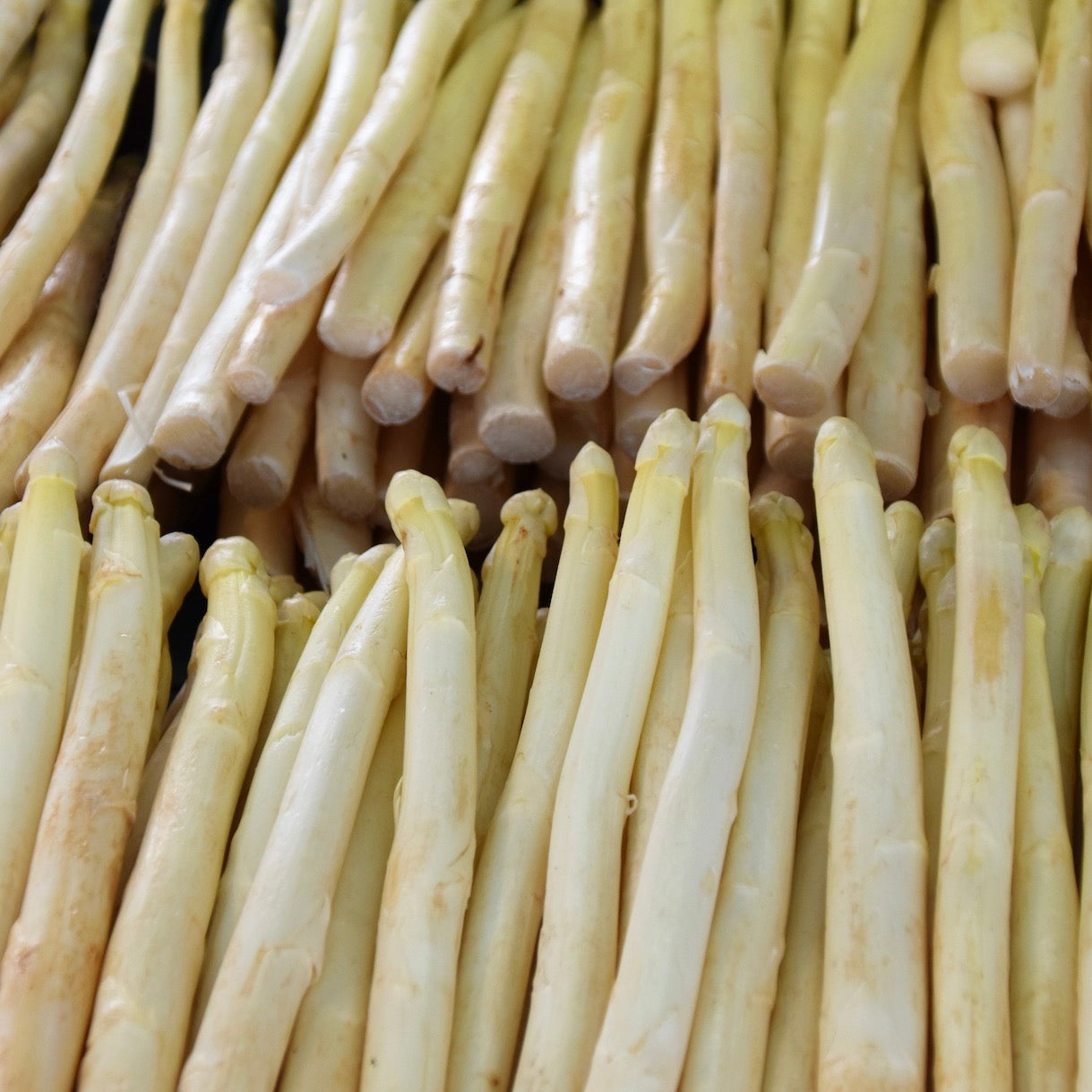 White Asparagus | Peru | 1kg